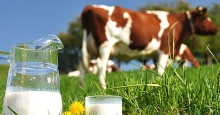 Türkiye’de inek sütü üretimi mayısta rekor düzeye ulaştı