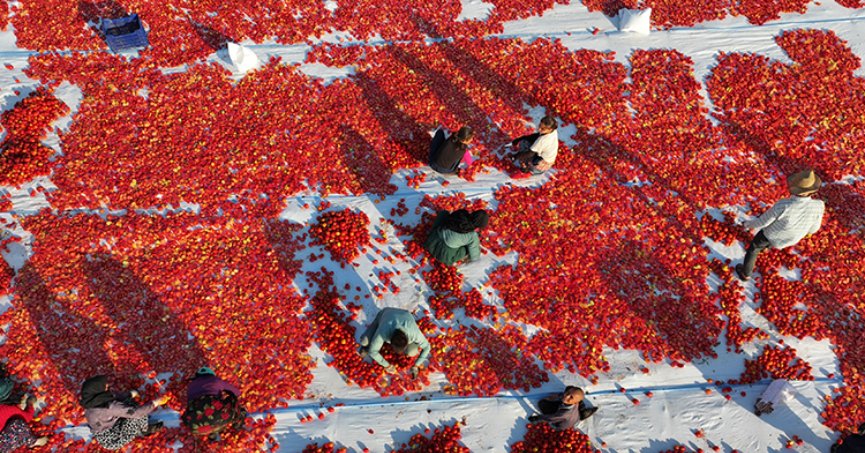 Türkiye’nin kuru domates ihracatı yüzde 14 arttı