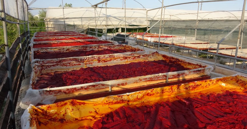 Biber salçası mesaisi başladı