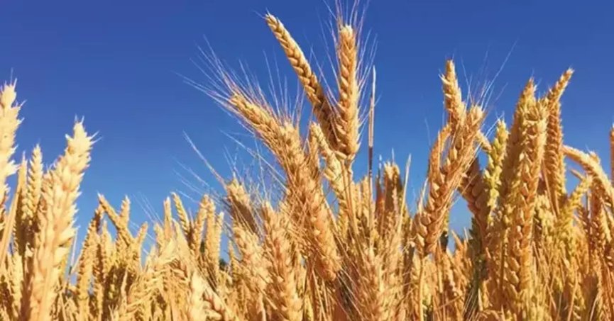 Yerli buğday çeşitlerinin veriminden üreticiler memnun