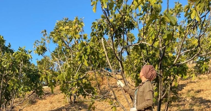 İncir hasadı başladı