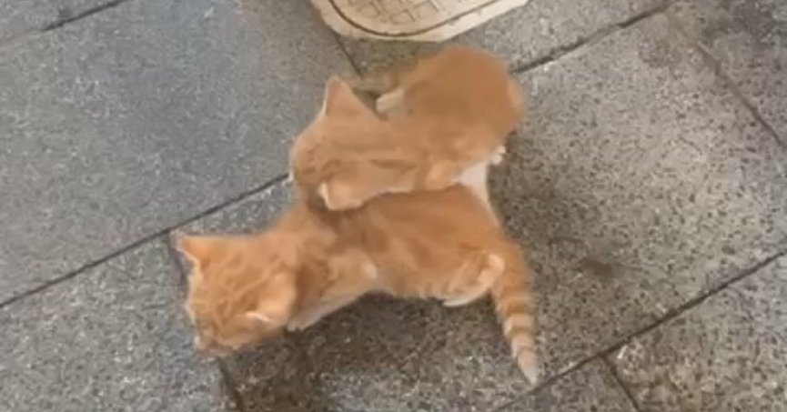 Kediler borudaki sesin rehberliğinde kurtarıldı