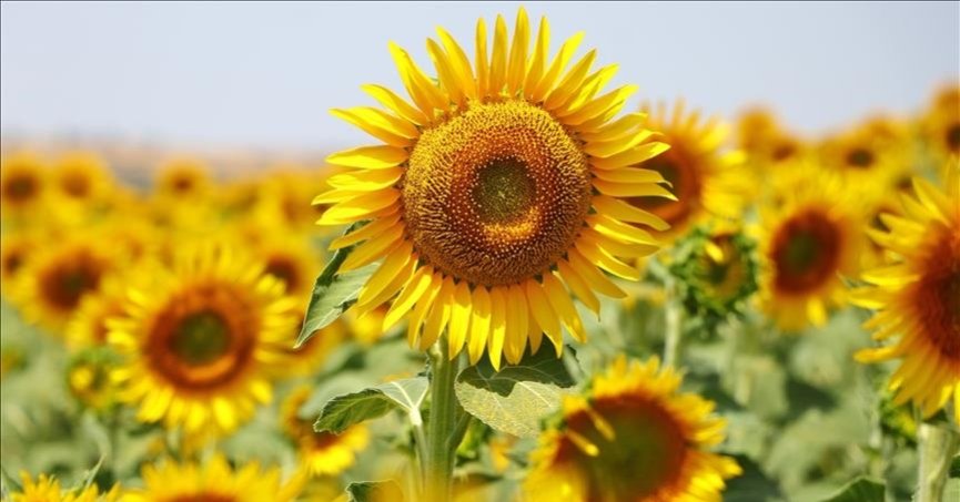 Ayçiçeğinde çiftçiyi koruyacak tedbir