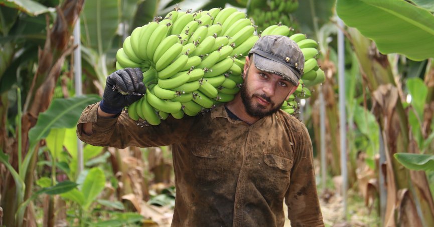 Deprem bölgesinde serada bereketli muz hasadı