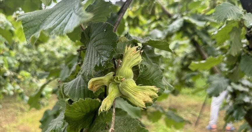 İhracat artışında fındık ve mamulleri başı çekti
