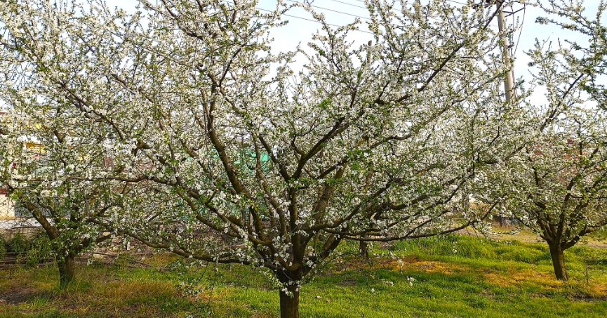 Kocaeli’de meyve ağaçları çiçek açtı