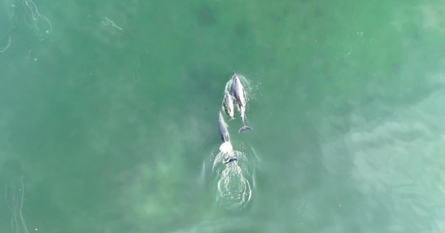 İzmit Körfezi’nde yunus sürprizi