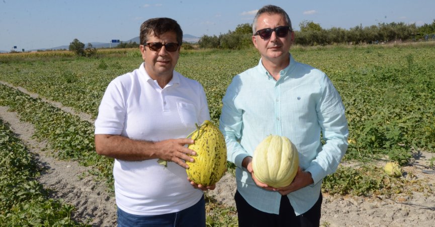 Türkiye, kavuna doyacak