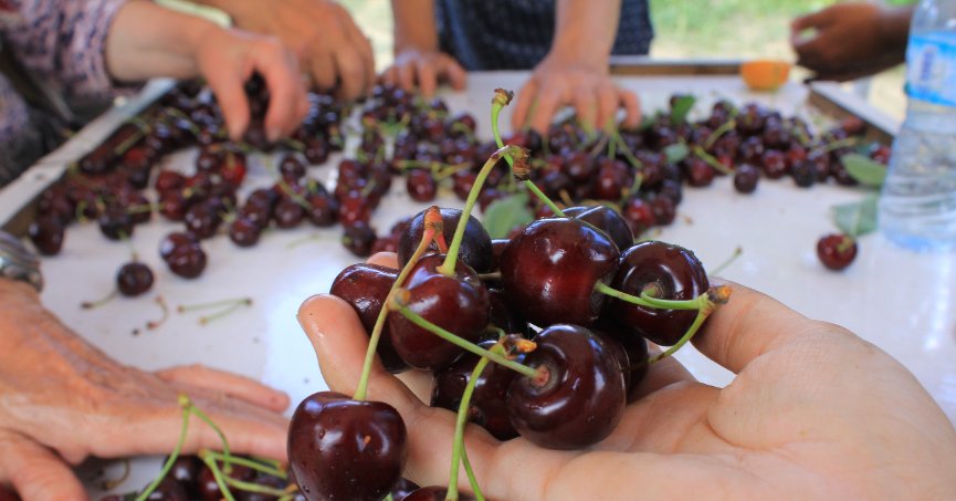 Meyve sebze ihracatında ürün eksikliği ve döviz sorunu