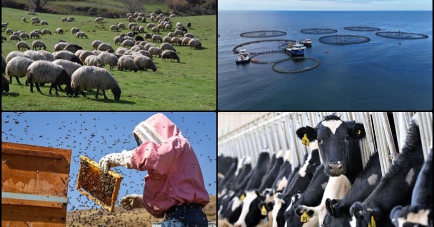 Hayvancılık destek  miktarlarında artış