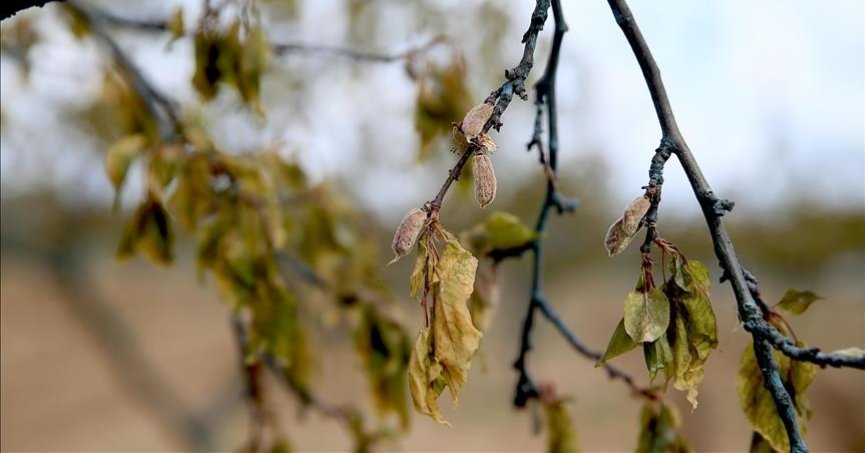 Zirai dondan etkilenen  çiftçilere destek