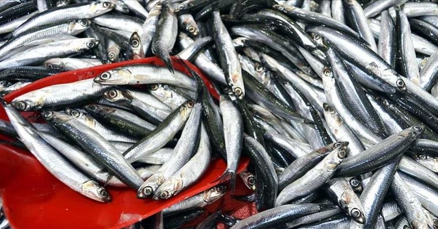 Hamsi ihracatı 8 ayda  9,9 milyon dolara ulaştı