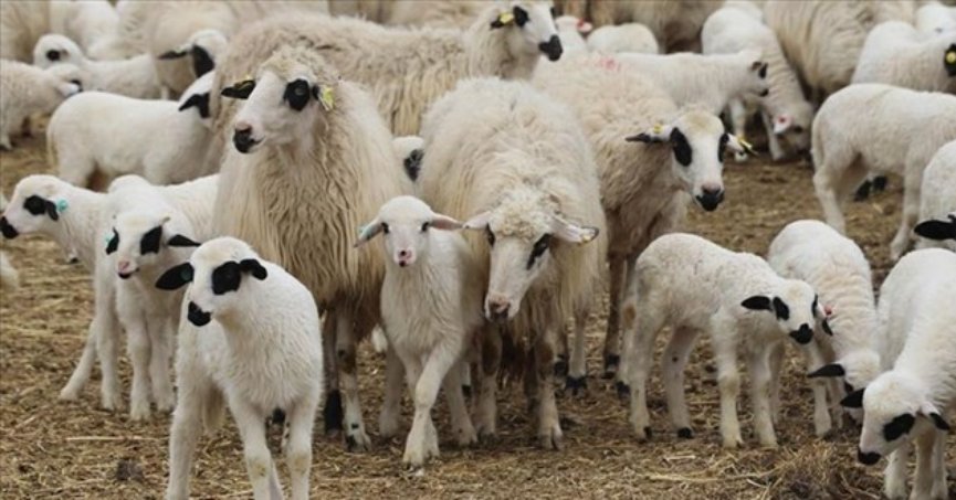 Küçükbaş hayvan sayısındaki  artış sektör için umut verici   