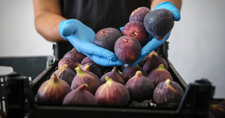 AB tescilli Bursa siyahında 17 bin ton ihracat hedefi