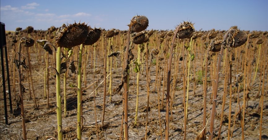 Kuraklık ayçiçeğinde verimi düşürdü