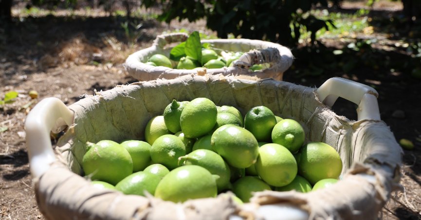 Geçen yıl 1 TL olan limon bahçede 20 TL