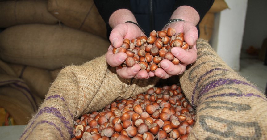 Giresun fındığı zirvede: Kilosu 352 TL’ye ulaştı