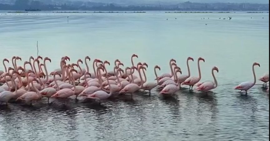 Körfez’de pembe flamingoların dansı