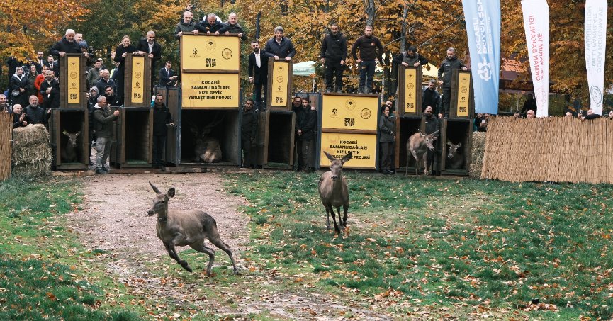 Kızıl geyikler doğayla buluştu