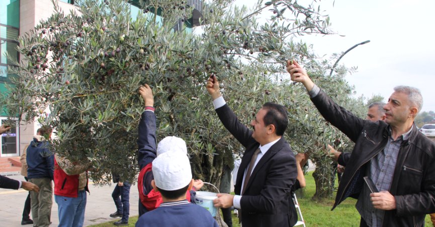 Kaymakam Şenel ile öğrenciler zeytin hasadı yaptı