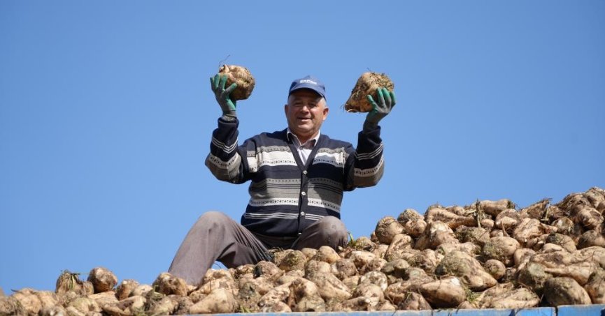 Pancar üretiminde düşüş şeker arzında sorun oluşturmayacak