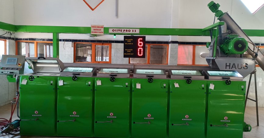 Hasat edilen zeytinler yağa dönüşüyor