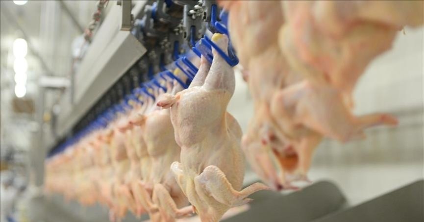 Tavuk eti üretimi eylülde yıllık bazda yüzde 6,9 arttı