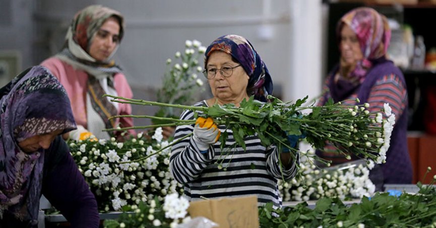 Çiçek sektörü ihracatta rekora koşuyor