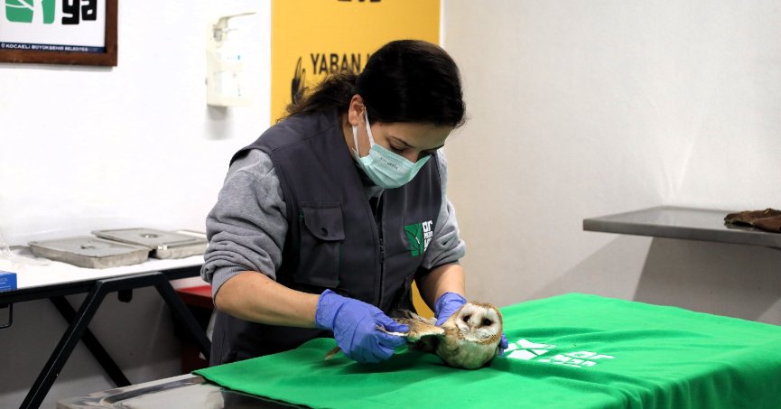 Doğanın şifası Ormanya’da