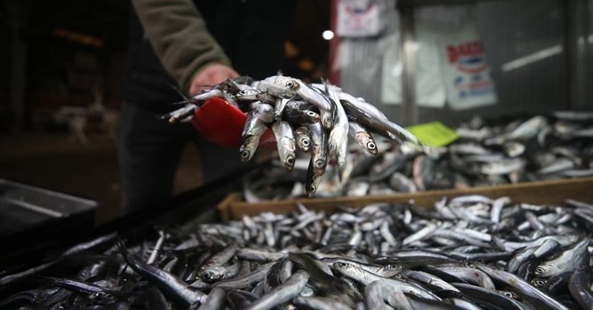 10 ayda 12 milyon 887 bin 842 dolarlık hamsi ihracatı