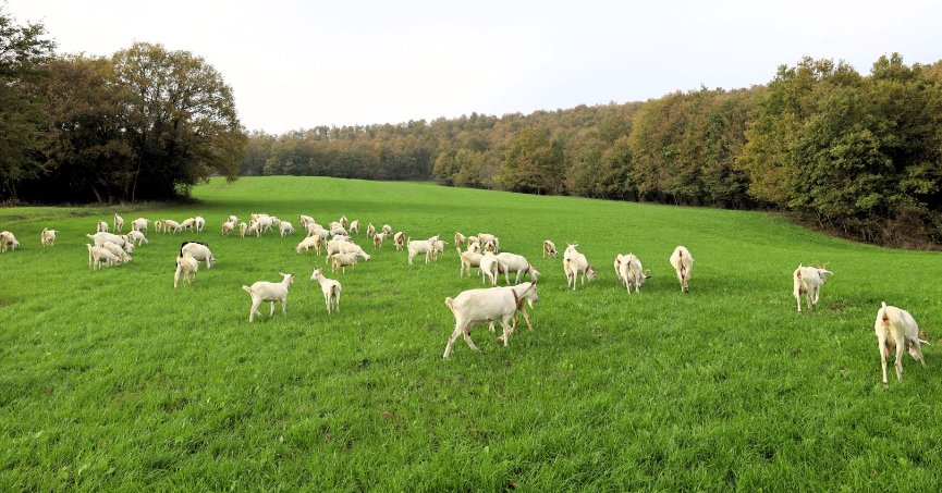 Süt otu desteği ile meralar yeşerdi