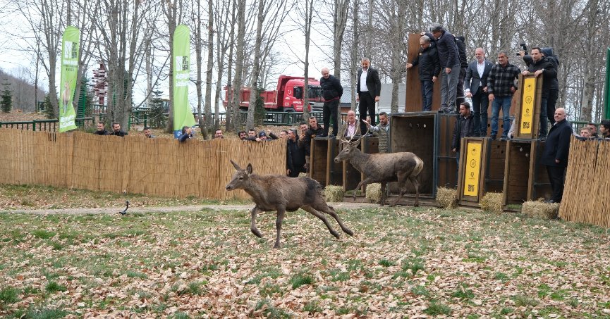 8 kızıl geyik daha doğaya salındı