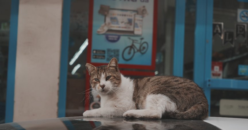 Sokak kedilerinin market mesaisi
