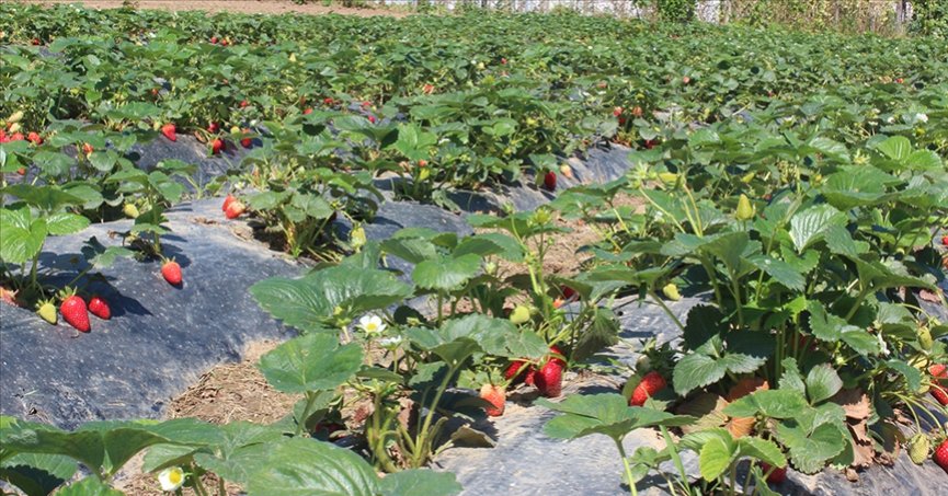 Organik tarım üretimi 1,3 milyon tonu aştı