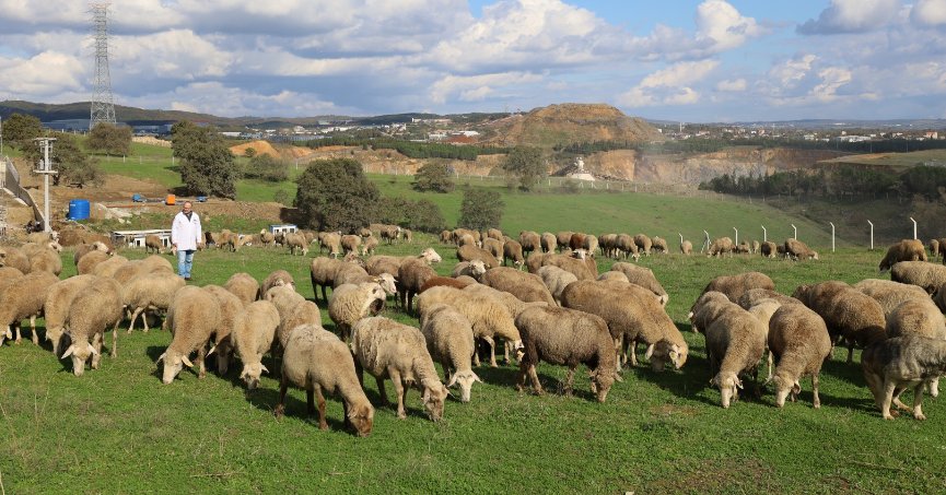 Hayvancılığa destek verimliliği artırdı