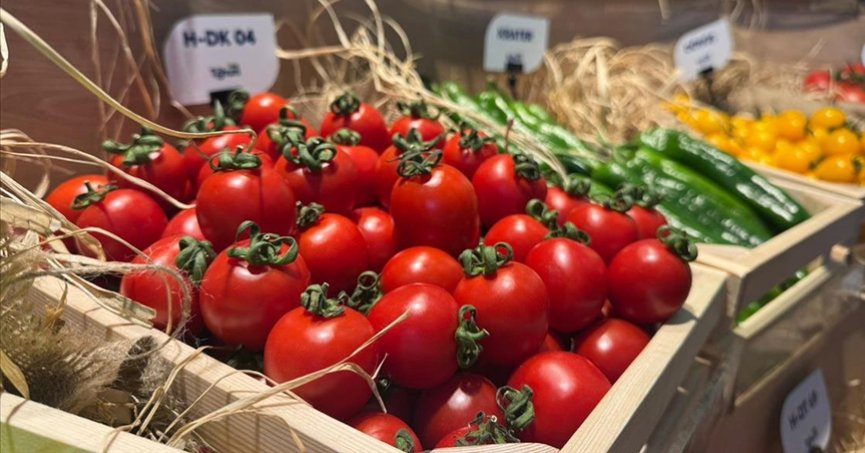 Tohumda en çok domates, salatalık, biber ihraç ediyoruz