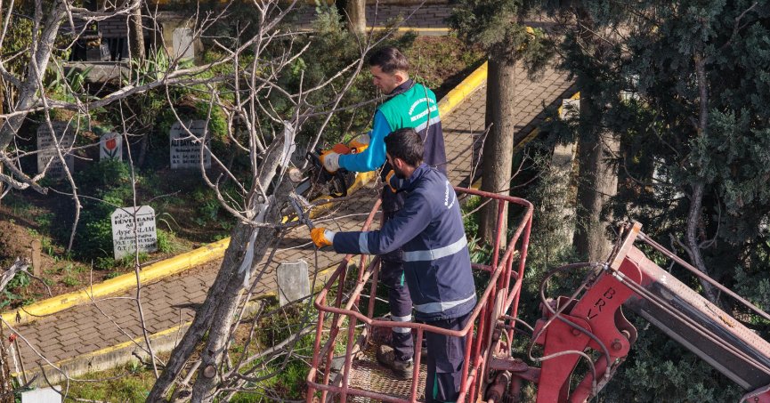 Budanan ağaçlar yakacak odun oluyor