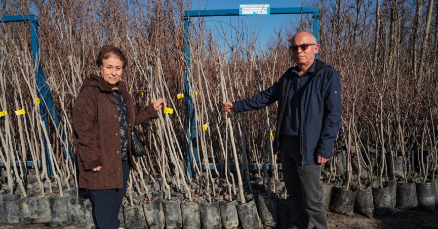 75 üreticiye 3 bin 600 hurma fidanı