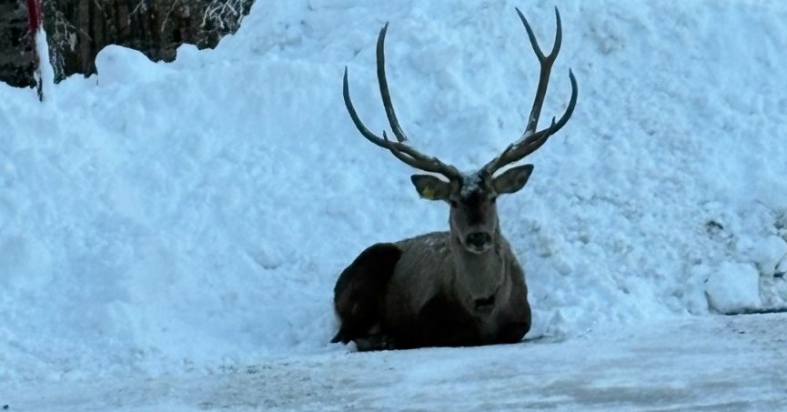 Kuzuyayla’da kızıl geyik görüntülendi