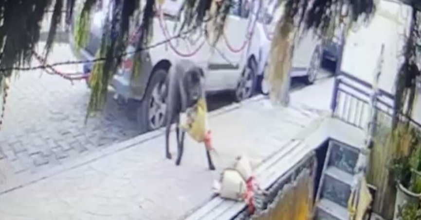 Kokina hırsızı köpek kameraya yakalandı