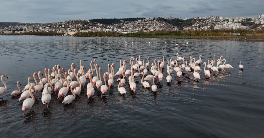 İzmit Körfezi’ne flamingo akını