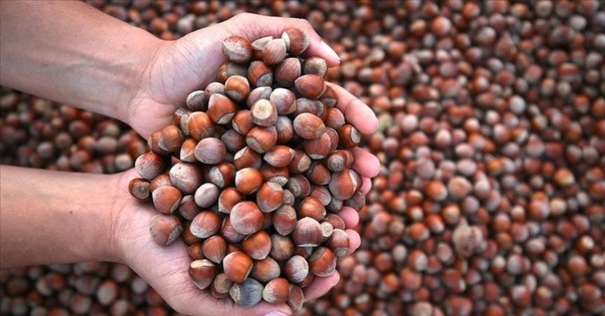 1 yıllık fındık ihracatından 2,2 milyar doların üzerinde gelir