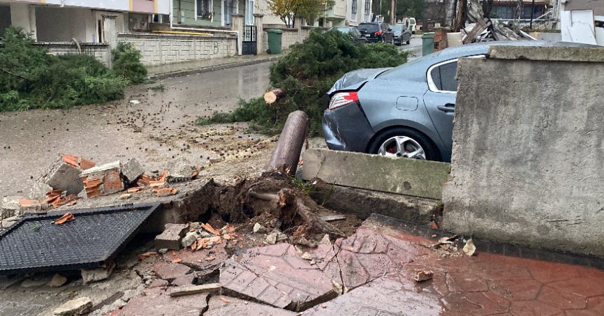 Şiddetli rüzgar 12 metrelik ağacı devirdi