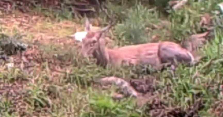 Geyiğin su keyfi fotokapanla görüntülendi