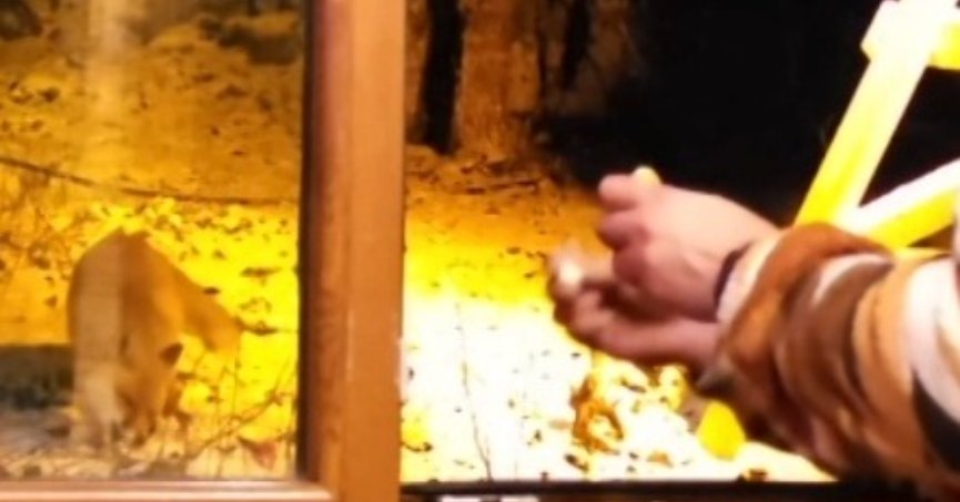 Barakasına gelen tilkiyi besledi