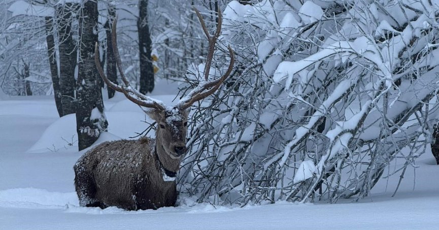 Kartepe’de kızıl geyik güzelliği