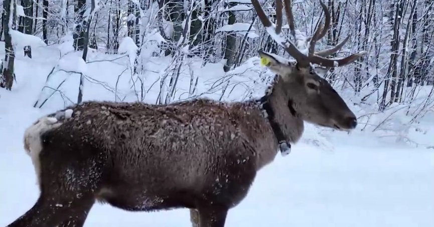 Geyikler kış şartlarına adapte oldu