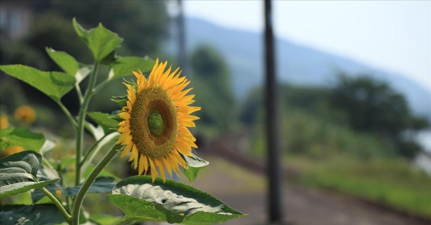 Ayçiçeği tohumunda dışa bağımlılık azaldı