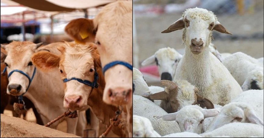 Büyük ve küçükbaş hayvan sayıları arttı