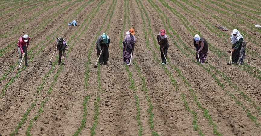 Tarım işçilerinin günlük ücreti yıllık bazda yüzde 37,8 arttı